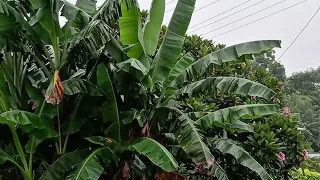 Rainy Village 