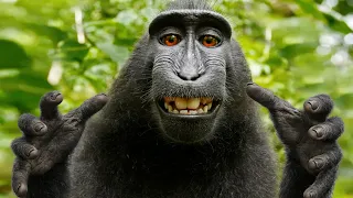 Este Mono va a SALVAR al Internet (literalmente)