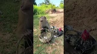 Koko monkey goest to the farm