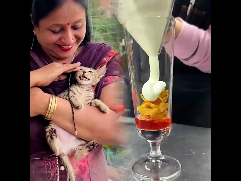 Cute Cats Same Dikhne Lagi ~ Sujal Thakral #shorts