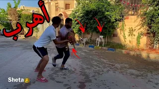 رد فعل بويكا وسلطان لما نوتيلا تتسرق