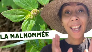 🌱Plantes médicinales /Jour 21 : la malnommée