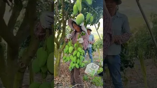 Join The Team Harvest Mango Beautiful Fruit Farm Hard Working Farmers #agriculture #satisfying