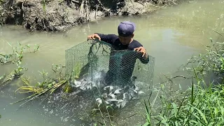 Pasang perangkap & cari ikan digot sawah dapat ikan banyak banget😭 | KOO KIKO