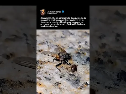 LA MOSCA QUE CAMINA SIN CABEZ