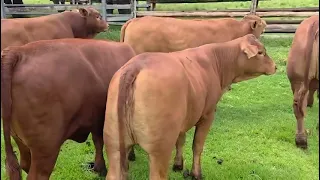 NASILDOR HAYVONLAR #geremfort #anggus #avlikol #semental #galishteyin #cow #bull #buqa