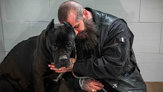 Cane Corso Hündin gerettet!