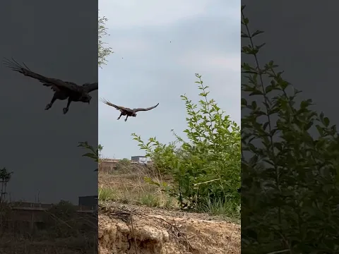 Hawk eagle fly down hunt bird for food 🦅#comment #hunting #like #birds #subscribe #youtubeshorts