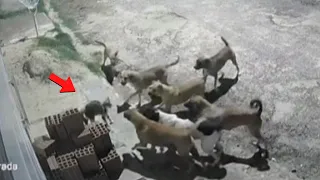 GATA ATACA 7 CACHORROS PARA DEFENDER SEUS FILHOTES. QUANDO O GATO FICA DOIDO!!!