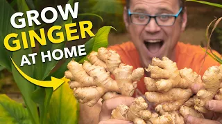 Ginger Masterclass: Plant Once, Harvest Forever!