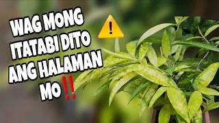 WHERE TO PLACE YOUR JAPANESE BAMBOO at HOME? 3 HALAMAN NA BAWAL ITABI ⁉️🍀