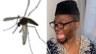 NGOKO- LE MOUSTIQUE 🦟