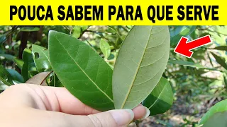 Esta Planta PRODUZ INSULINA Como Louca, Limpa os Rins e Ajuda Regular a Pressão