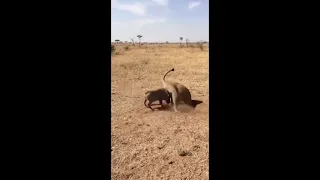 Warthog Vs Lion Funny Moments