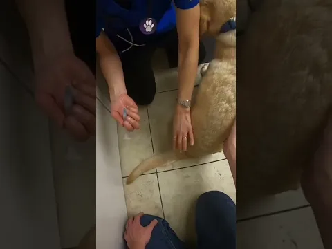 My Dog Is Not An Anti-Vax Moron