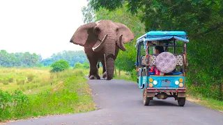 Elephant Attack Road | Elephant Attack Jungle | Elephant Attack India
