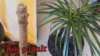 DRACENA MARGİNATA ÇİÇEĞİ NASIL ÇOĞALTILIR