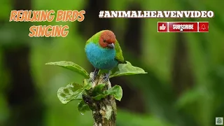 🦜🎵 Relaxing Birds Song: Melodies of the Sky: World of Birdsong with #animalheaven