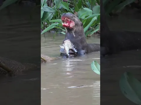 Giant River Otter | Aquatic Honey Badger