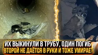 Их выкинули в трубу😱, один истёк кровью. Теперь умирает и вторая, мы не можем ее поймать.