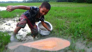 amazing hand fishing 😲 smart boy catching big fish by hand - traditional hand fishing video