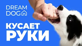 Щенок кусает руки? Как отучить кусаться за ноги и руки навсегда и быстро