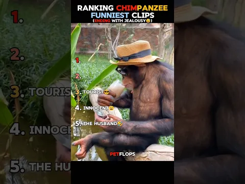 "Funniest Chimpanzee Ever🤣"