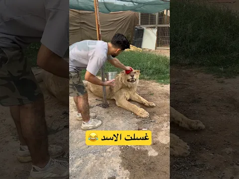 غسلت الاسد 😂🧽