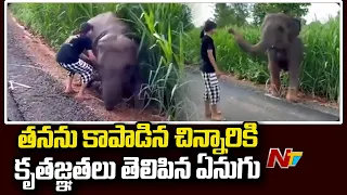Viral Video : Girl Helps Baby Elephant Whose Leg Was Stuck In Mud | NTV