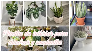 PLANTAS DE INTERIOR PARA DECORAR + NOMBRES Y CUIDADOS /2021 INDOOR PLANTS @ReveNenuki