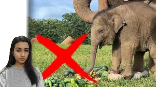 Nature's Rarest Elephant Needs Our Help 🙏 Vantara