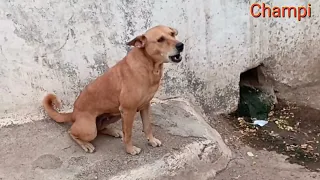 Desi dog barking loudly sound || bhaiya choudhary2635