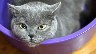 The cat Syl_Vester and his funny adventures at home!