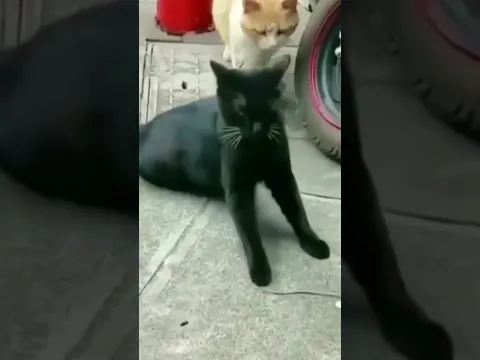 El mundo felino 🐱