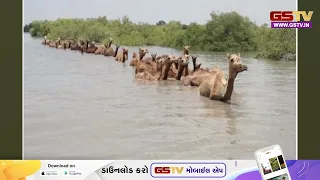 Dwarka | ખંભાળીયાના વાડીનાર જેટી ખાતે ઊંટનું ટોળુ દરિયામાં તણાઈને આવ્યું