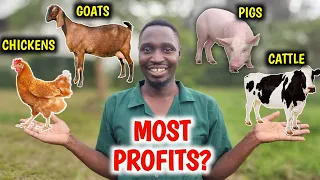 Chickens vs Pigs vs Goats vs Cattle | Which Is More PROFITABLE?