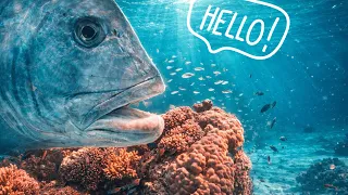 Peaceful Underwater Video – Gentle Natural Reef Ambience & Relaxing Music