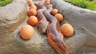 Unbelievable Eel Fishing | Catching Eel Fish With Hen Eggs