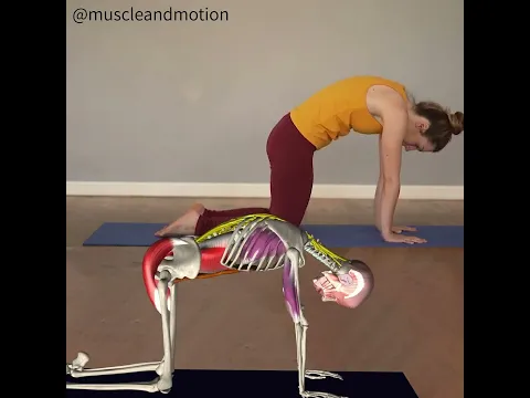 CAT-COW POSE (Marjaryasana-Bitilasana)🐮 😺