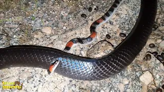 muçurana e cobra coral