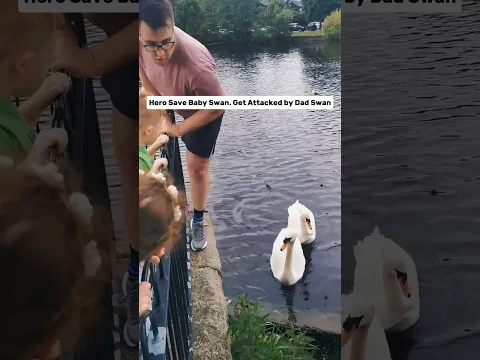 A Hero Saves a Duck and Her Duckling but ending ...🥹💔 #shorts