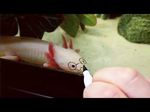 Axolote de óculos e chapéu 😂 meme #shorts
