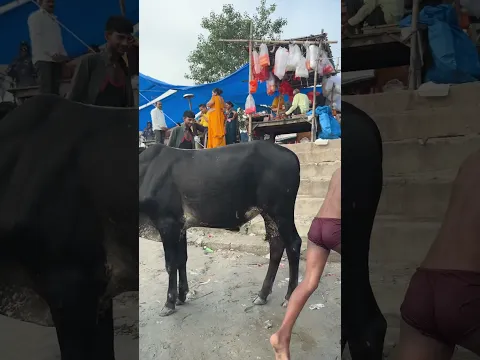 Ram Bhakt Ki Kahani🚩🙏|| जय श्री राम ||Ram Navam||ram ji Status #shorts #ram