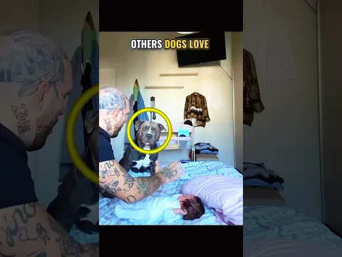 Other Dog Love VS Last Dog ❤️‍🩹🥺