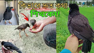 শালিক পাখিকে কথা শেখানোর উপায়।🤫 শালিক পাখি কত দিন বয়সে কথা বলে।🔥