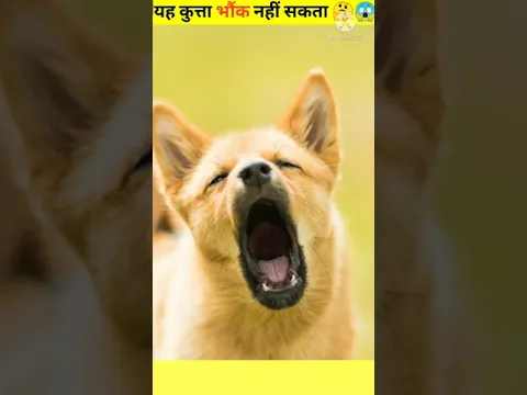 यह कुत्ता भोक नही सकता 😱?? || #shorts #dogshorts #dogs