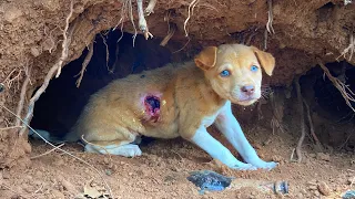 Puppies Rescued From Cave With Maggots, No Food and Water 😒😢😢