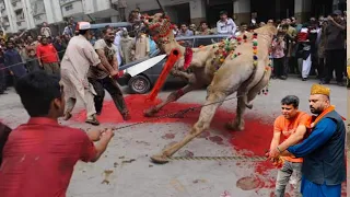 Camel Qurbani 2026 ll Camel out of control ll Camel Farming Business