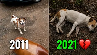 Famous Meme Dogs : Where Are They Now? 🐶😢