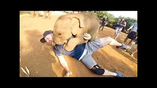 প্রানীদের মজার আক্রমন  পর্ব ০২ #shorts #wildlifebd